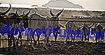 Afar. Ethiopia. Lembu bergerak menuju ke Tasik Abhebad di Afar, Ethiopia.