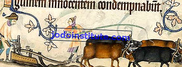2つの農奴と4つの雄牛が1つの中世の農業用耕作機、14世紀に照らされた写本、Luttrell Psalterを操作しています。