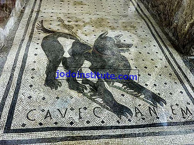 Mosaik anjing Romawi dari ambang sebuah rumah di Pompeii, “Gua kanem” (“Waspadai anjing”); Museum Arkeologi Nasional, Naples.