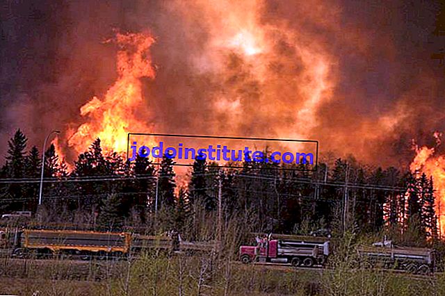 Cháy rừng ở Fort McM bồ