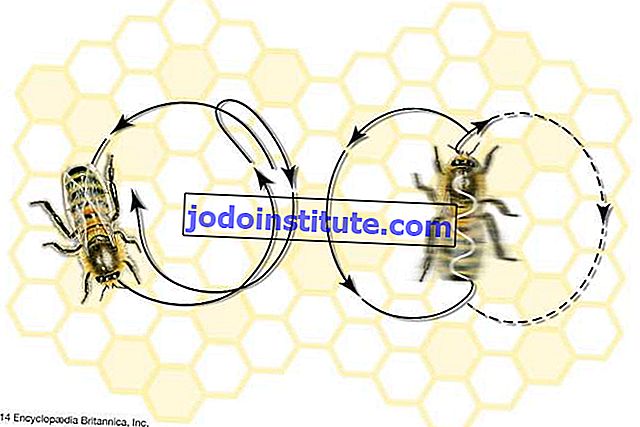pergerakan tarian lebah madu