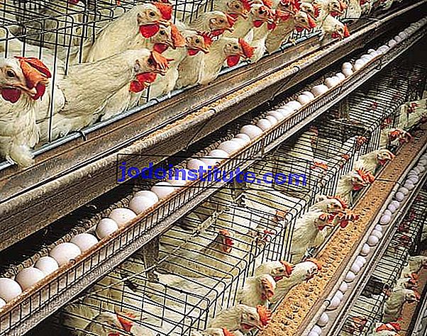 Single-comb White Leghorn ayam ditempatkan untuk produksi telur di rumah lapisan multitier